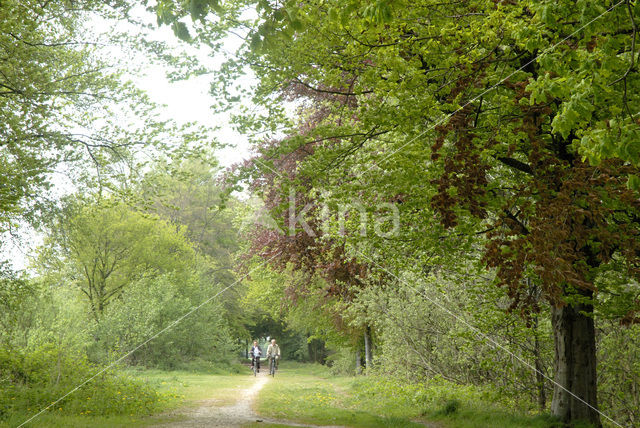 Beech (Fagus sylvatica)