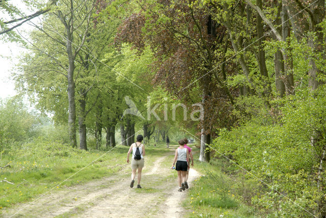 Beech (Fagus sylvatica)