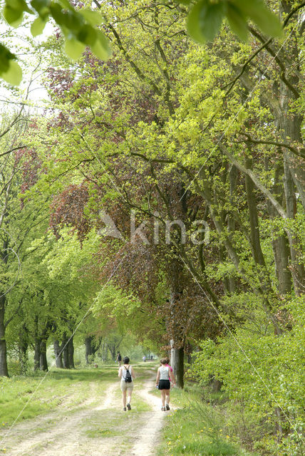 Beech (Fagus sylvatica)