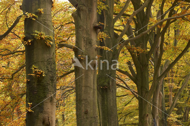 Beuk (Fagus sylvatica)