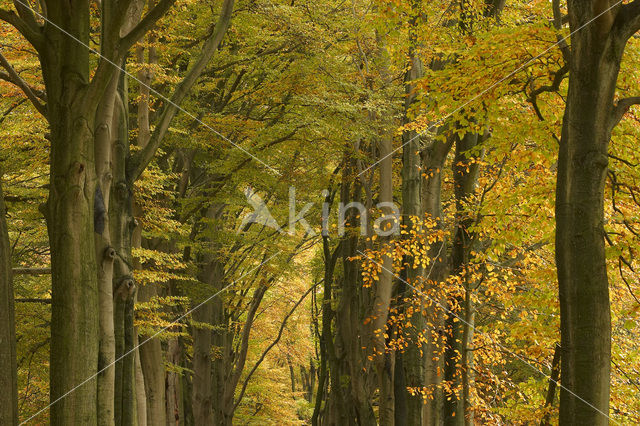 Beech (Fagus sylvatica)