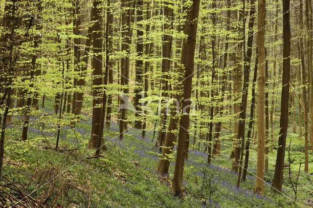 Beech (Fagus spec.)