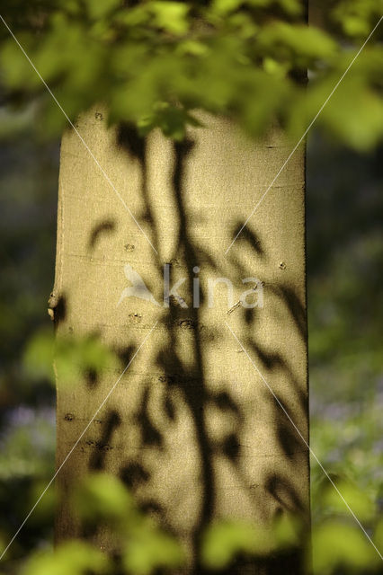 Beech (Fagus spec.)