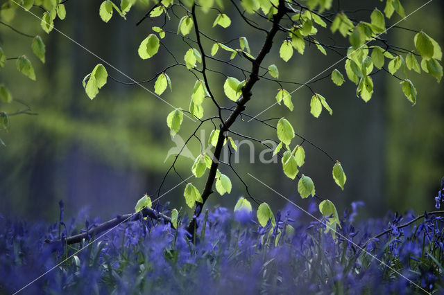 Beuk (Fagus spec.)