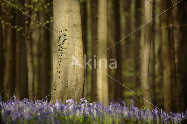 Beech (Fagus spec.)