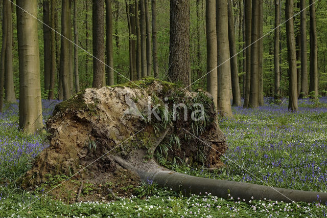 Beuk (Fagus spec.)