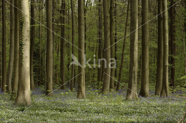 Beuk (Fagus spec.)