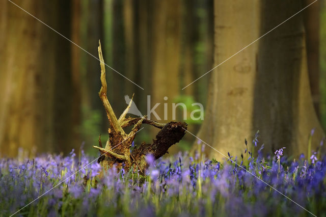 Beech (Fagus spec.)