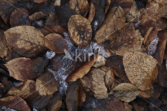 Beuk (Fagus spec.)