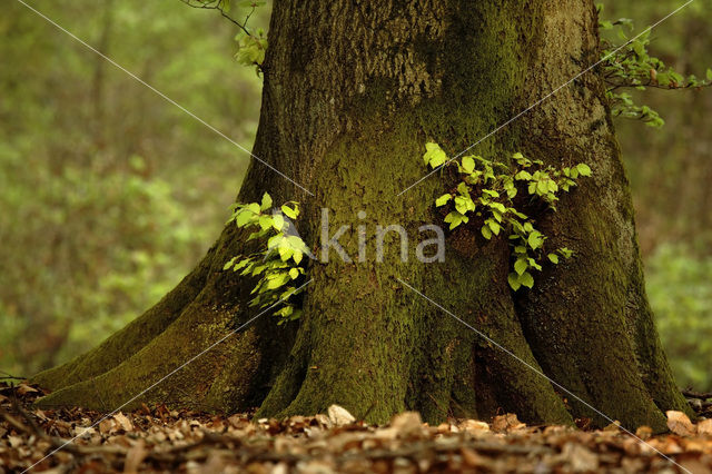 Beuk (Fagus spec.)