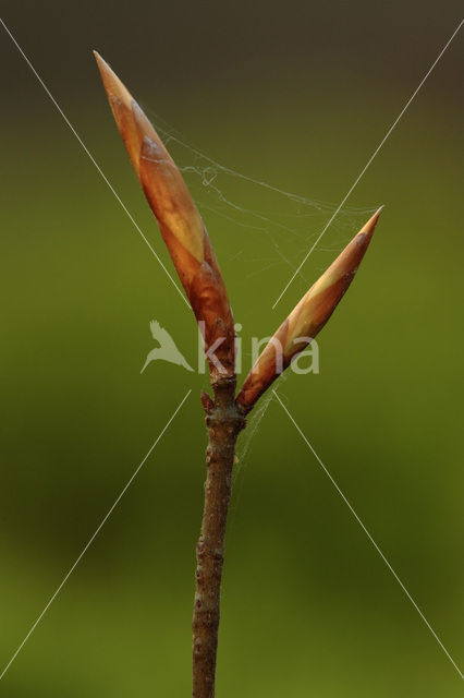 Beuk (Fagus spec.)