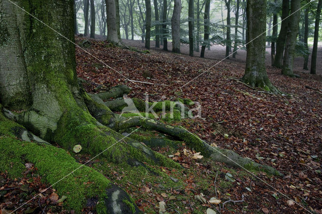 Beuk (Fagus spec.)