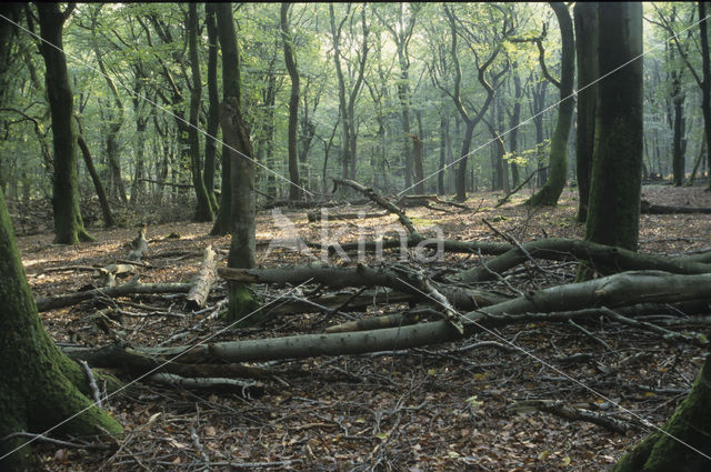 Beuk (Fagus sylvatica)