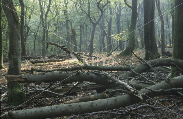 Beuk (Fagus sylvatica)