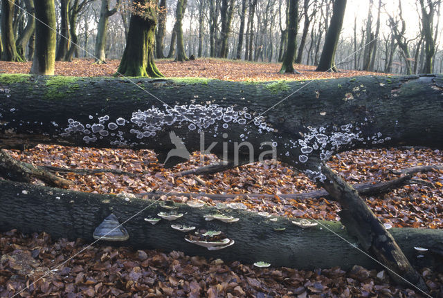 Beech (Fagus sylvatica)