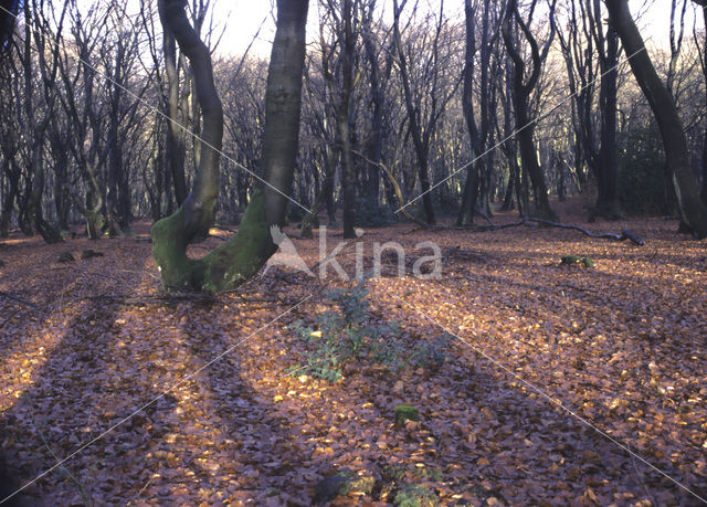 Beech (Fagus sylvatica)