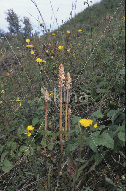 Bitterkruidbremraap (Orobanche picridis)