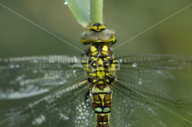 Blauwe glazenmaker (Aeshna cyanea)