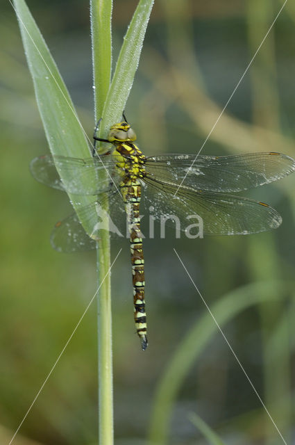 Blauwe glazenmaker (Aeshna cyanea)