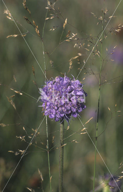 Blauwe knoop (Succisa pratensis)