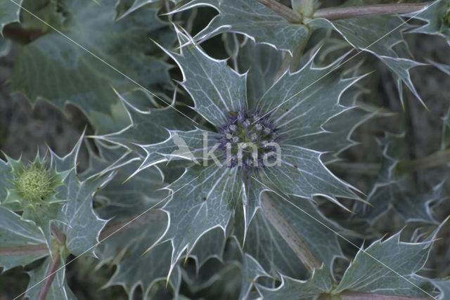 Blauwe zeedistel (Eryngium maritimum)