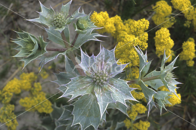 Blauwe zeedistel (Eryngium maritimum)