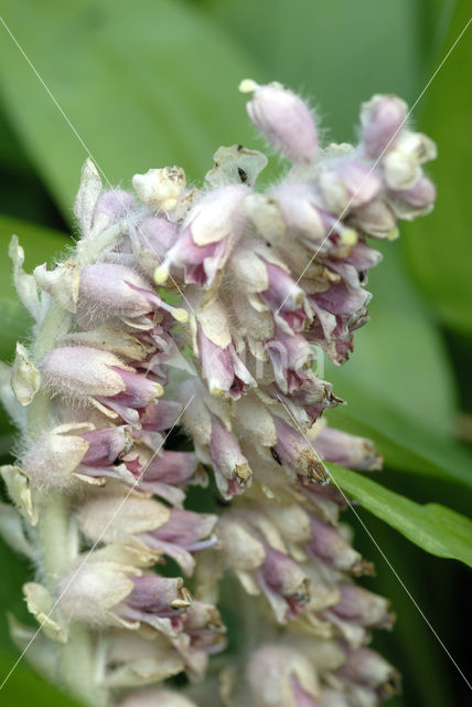 Bleke schubwortel (Lathraea squamaria)