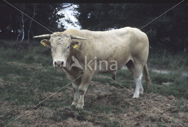 Blonde d'Aquitaine koe (Bos Domesticus)