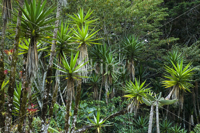 bluestem yucca (Yucca guatemalensis)