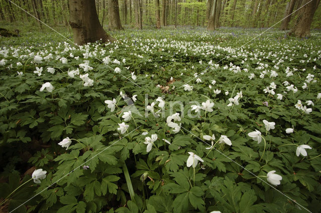 Bosanemoon (Anemone nemorosa)