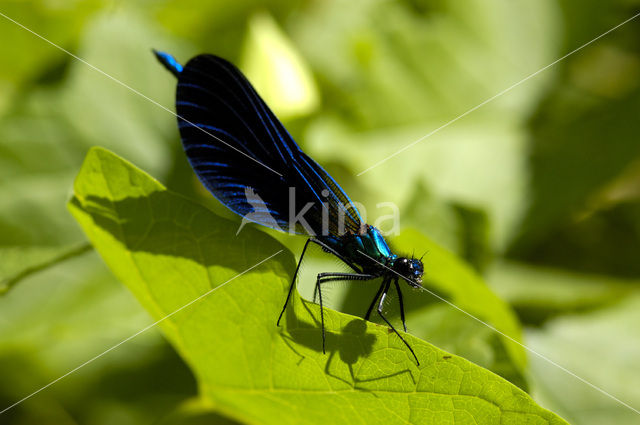 Bosbeekjuffer (Calopteryx virgo)