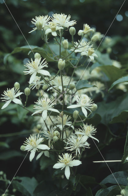 Bosrank (Clematis vitalba)