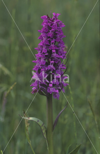 Brede orchis (Dactylorhiza majalis)