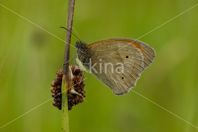 Bruin zandoogje (Maniola jurtina)