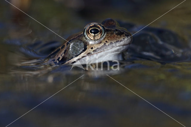 Bruine kikker (Rana temporaria)