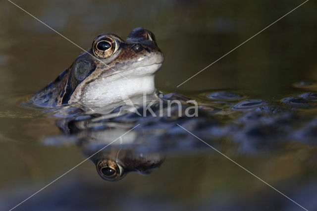 Bruine kikker (Rana temporaria)