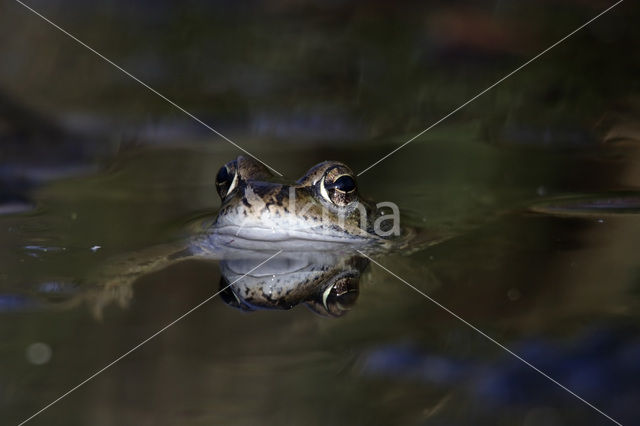 Bruine kikker (Rana temporaria)