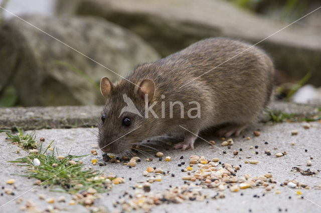 Bruine rat (Rattus norvegicus)