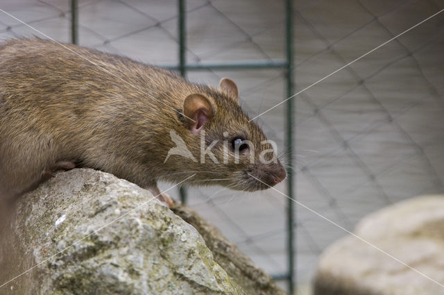 Bruine rat (Rattus norvegicus)