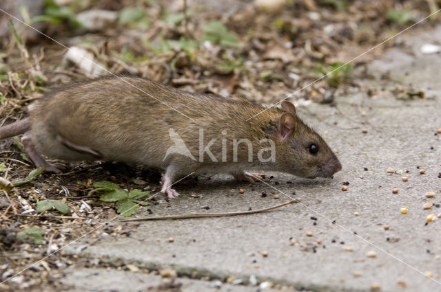 Bruine rat (Rattus norvegicus)