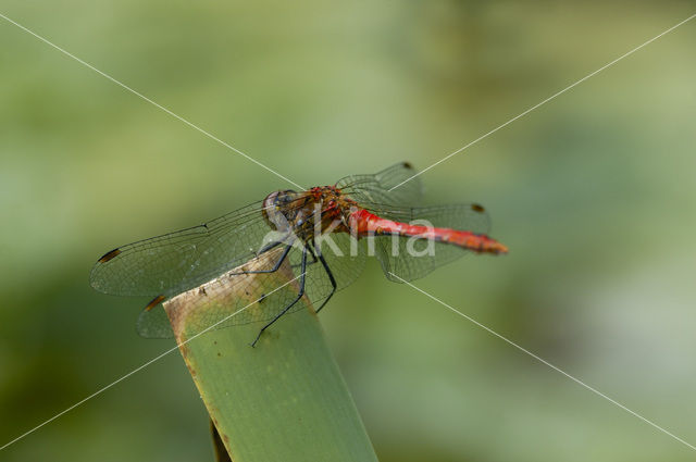 Bruinrode heidelibel (Sympetrum striolatum)