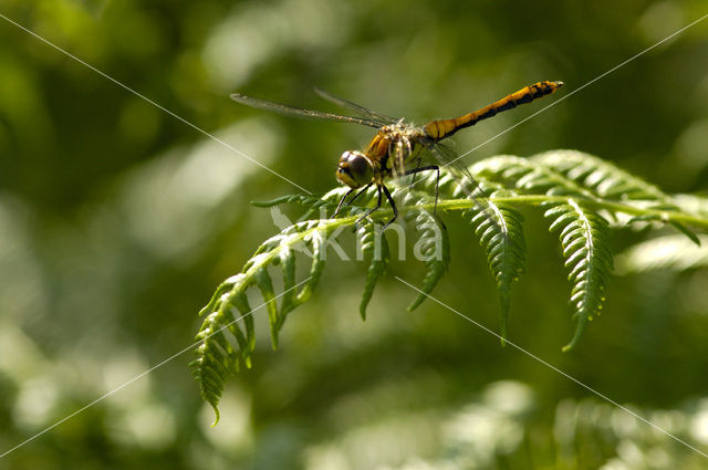 Bruinrode heidelibel (Sympetrum striolatum)