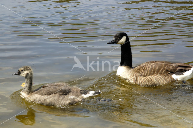 Canadese Gans (Branta canadensis)