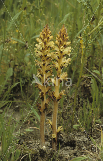 Distelbremraap (Orobanche reticulata)