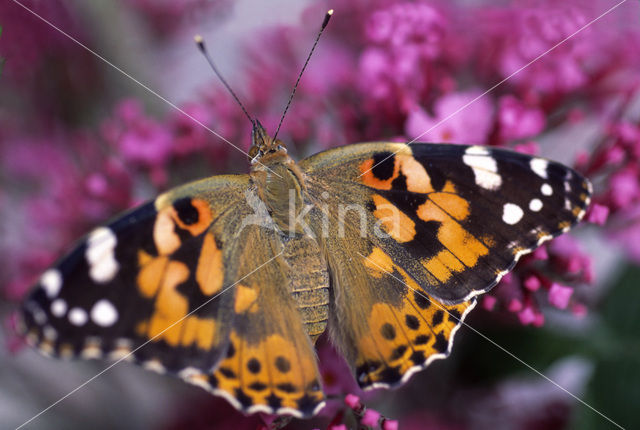 Distelvlinder (Vanessa cardui)