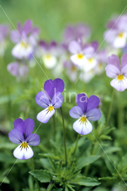 Driekleurig viooltje (Viola tricolor)