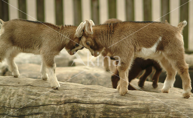 Dwerggeit (Capra domesticus)