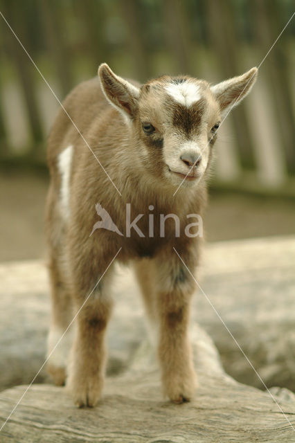 Dwerggeit (Capra domesticus)