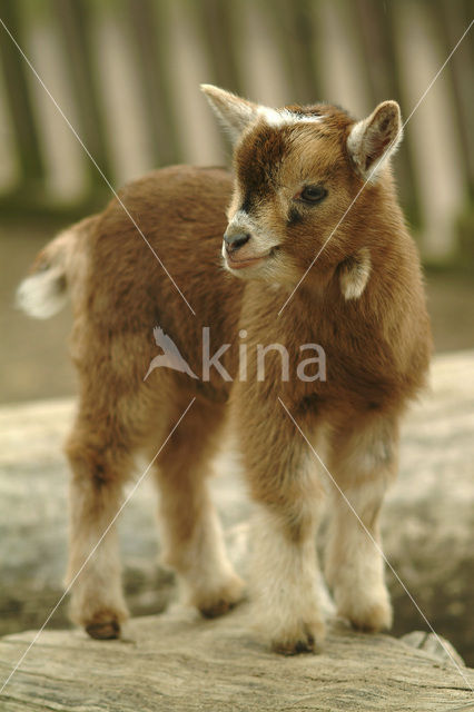 Dwerggeit (Capra domesticus)