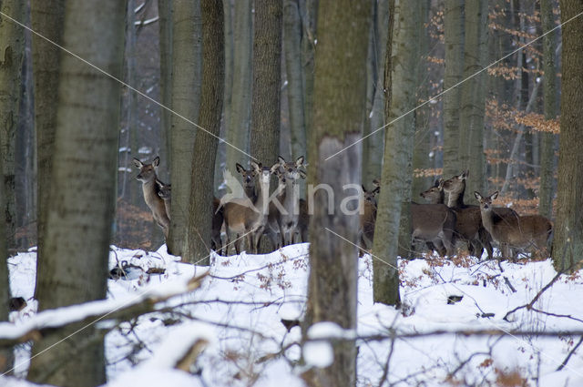 Edelhert (Cervus elaphus)